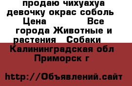 продаю чихуахуа девочку,окрас соболь › Цена ­ 25 000 - Все города Животные и растения » Собаки   . Калининградская обл.,Приморск г.